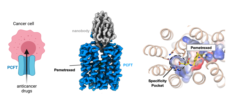 PCFT plays an important role in targeting chemotherapy drugs to cancer cells. The cryo-EM structure of PCFT now enables a more rational approach to anticancer drug design