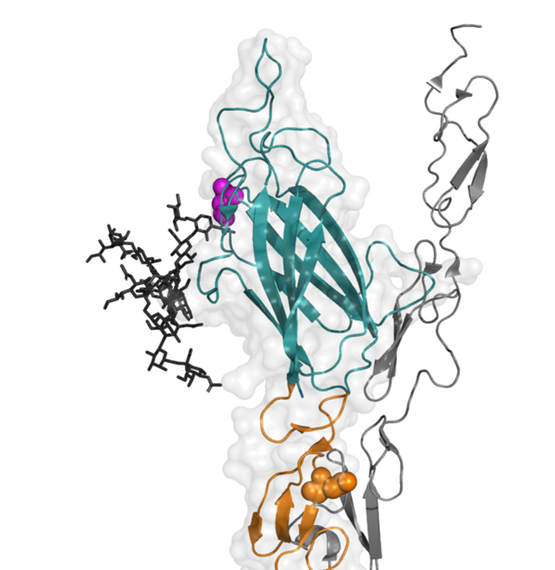 Structure of JAGGED1