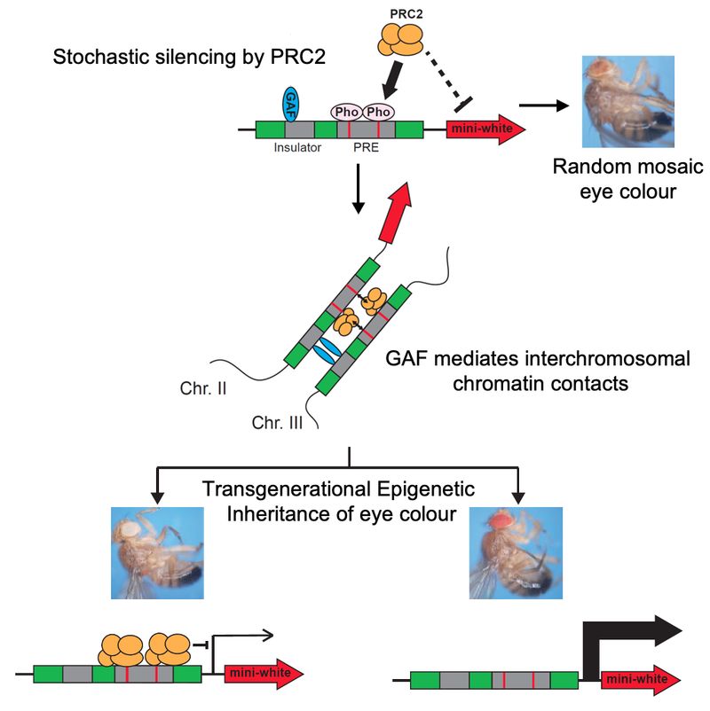 Figure: Transgenerational Epigenetic Inheritance of eye colour