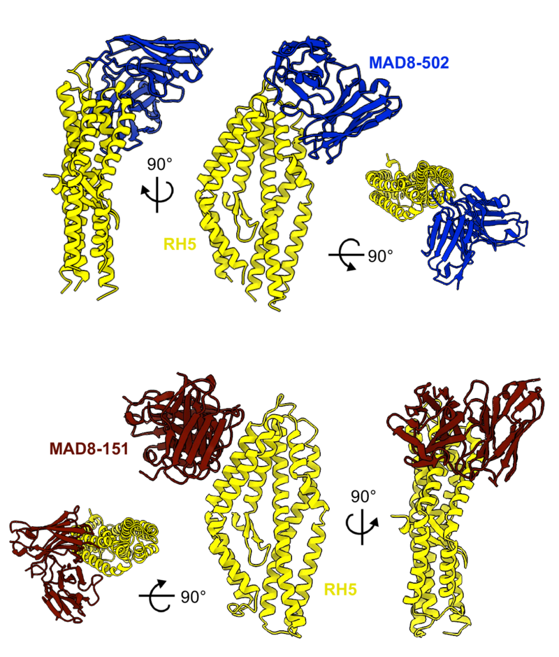 The figure shows PfRH5 (yellow) bound to two different human monoclonal antibodies induced by natural malaria infection