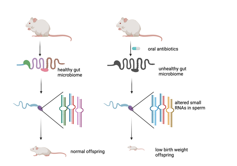 Above: Feeding mice a cocktail of antibiotics results in a severely disturbed microbiome. This leads to changes in the small non-coding RNAs in sperm and low birth weight in the offspring of these mice. Figure created with BioRender Above: Feeding mice a cocktail of antibiotics results in a severely disturbed microbiome. This leads to changes in the small non-coding RNAs in sperm and low birth weight in the offspring of these mice. Figure created with BioRender