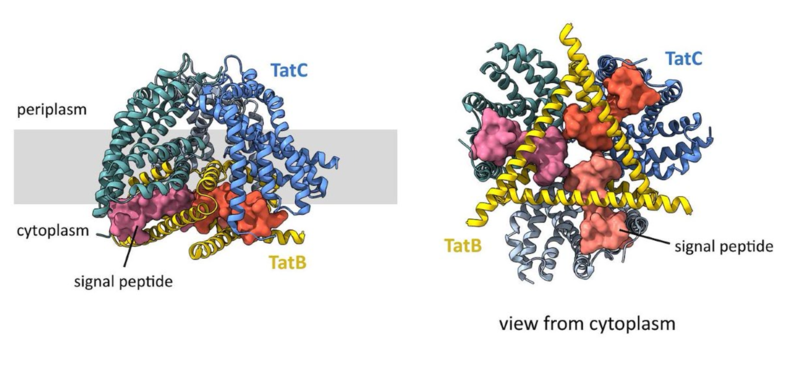 tat complex image